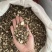 赤芍产地内蒙质量保证南七北参中药材批发实物拍摄