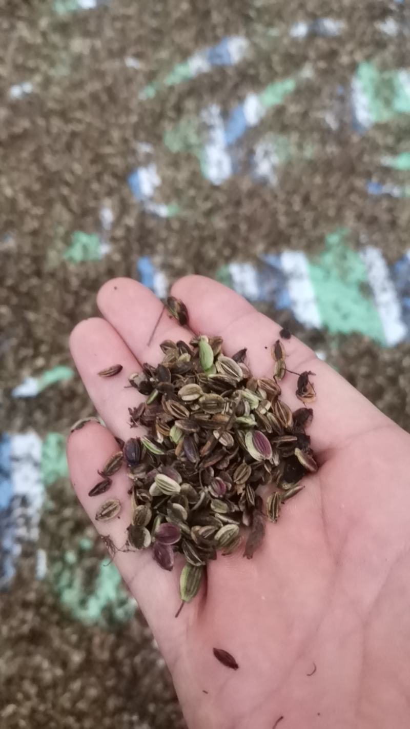 独活种子质量可以保证价格合适