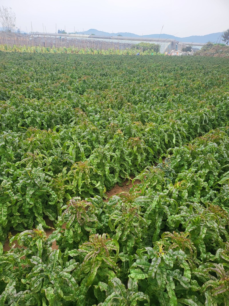 山东精品莴笋红叶香莴苣大量上市产地直销质量保证欢迎咨询