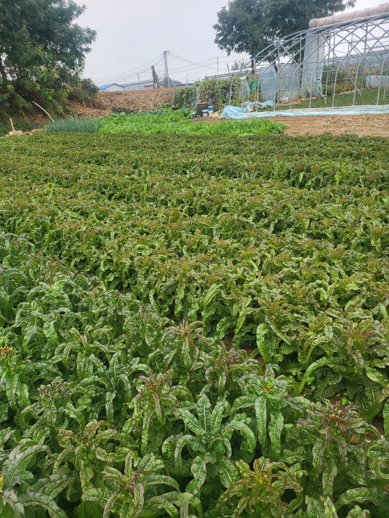 山东精品莴笋红叶香莴苣大量上市产地直销质量保证欢迎咨询