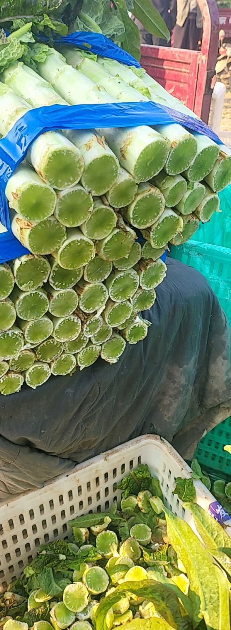 山东精品莴笋红叶香莴苣大量上市产地直销质量保证欢迎咨询