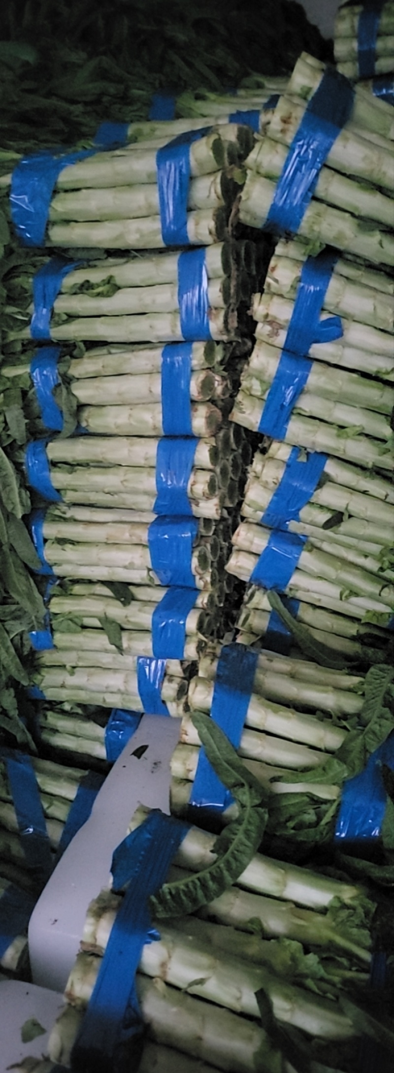 山东精品莴笋红叶香莴苣大量上市产地直销质量保证欢迎咨询