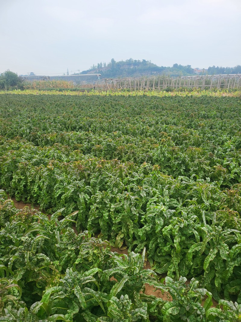 山东精品莴笋红叶香莴苣大量上市产地直销质量保证欢迎咨询