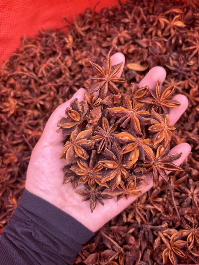 大红八角好品质保证定制去把款量大可商议产地直销