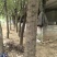 20年树龄的皂角树