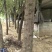 20年树龄的皂角树