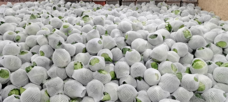 【推荐】甘蓝精品圆包菜甘蓝对接全国质量精品视频看货