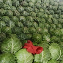 【推荐】甘蓝精品圆包菜甘蓝对接全国质量精品视频看货