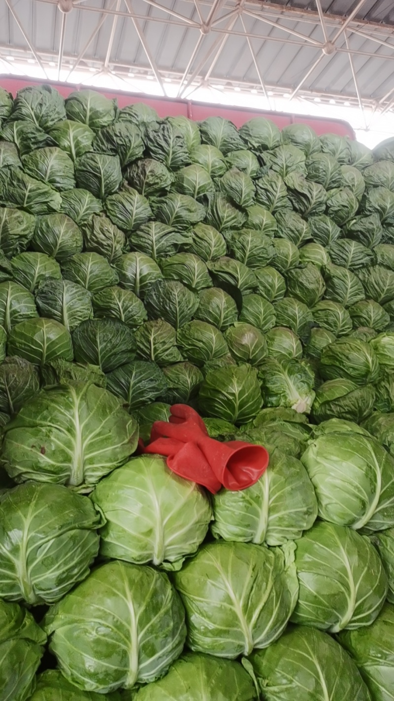 【推荐】甘蓝精品圆包菜甘蓝对接全国质量精品视频看货