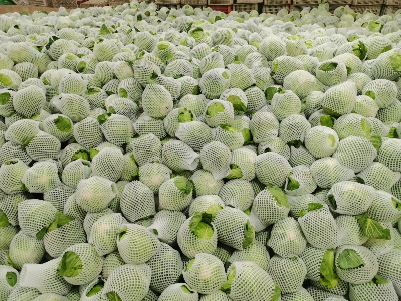 【推荐】甘蓝精品圆包菜甘蓝对接全国质量精品视频看货