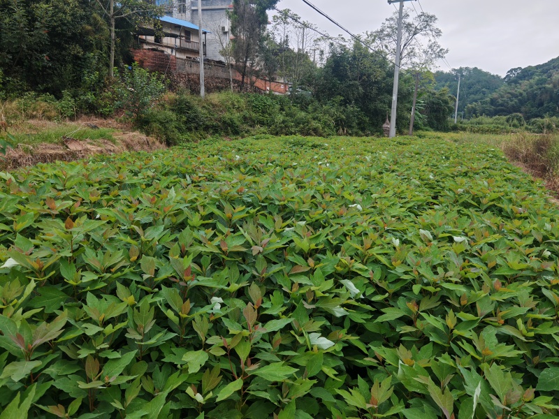 檫木