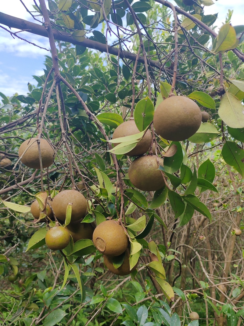 山茶果