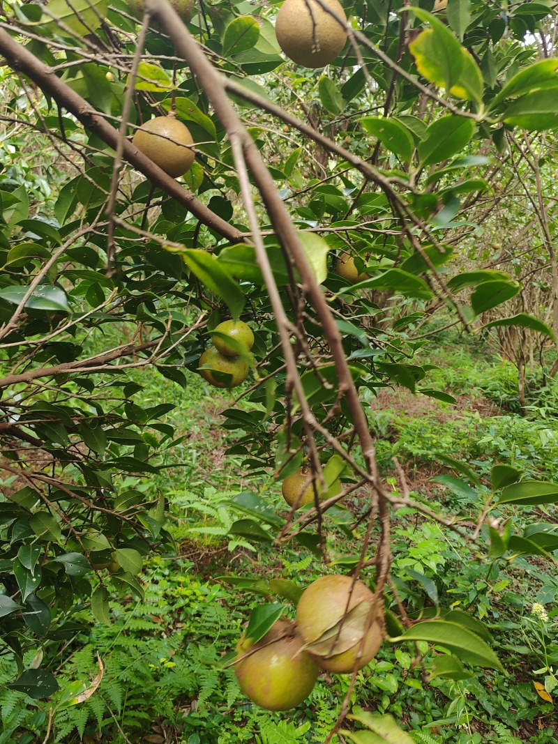 山茶果