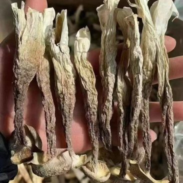鹿茸菇全干切根A级长条小嫩仔大粗条鹿茸菇干货批发