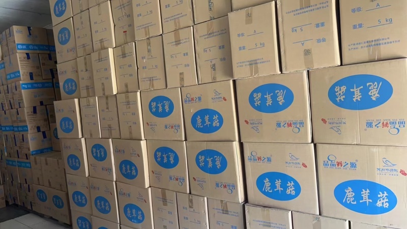 鹿茸菇全干切根A级长条小嫩仔大粗条鹿茸菇干货批发