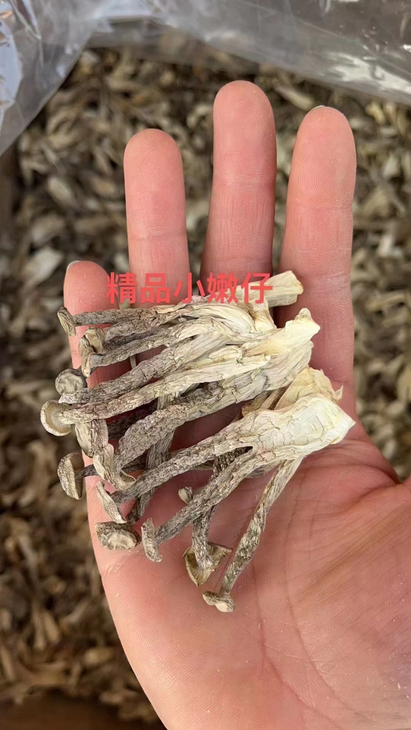 鹿茸菇全干切根A级长条小嫩仔大粗条鹿茸菇干货批发