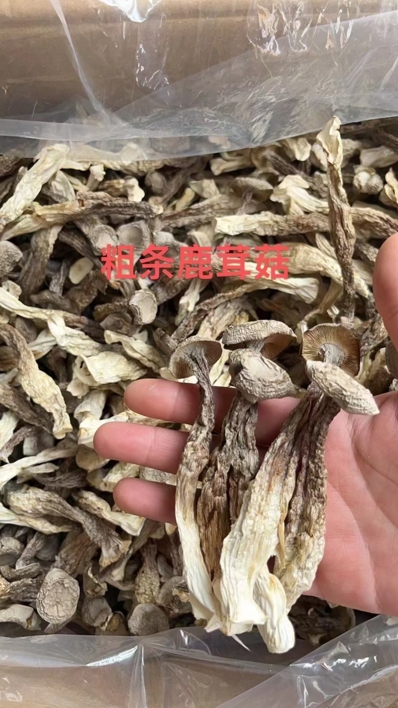 鹿茸菇全干切根A级长条小嫩仔大粗条鹿茸菇干货批发