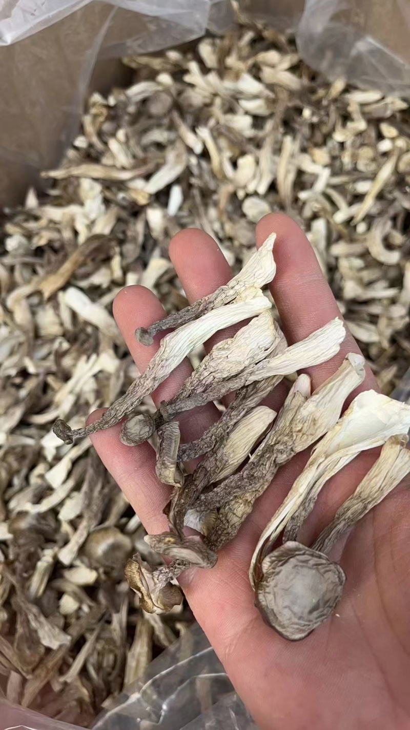 鹿茸菇全干切根A级长条小嫩仔大粗条鹿茸菇干货批发