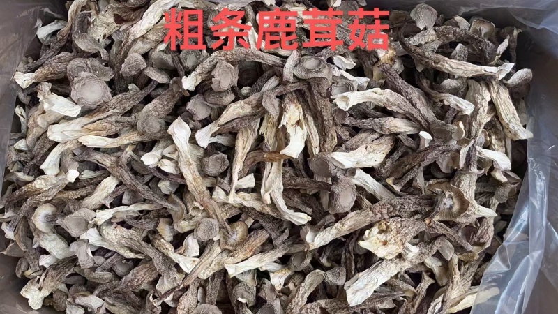 鹿茸菇全干切根A级长条小嫩仔大粗条鹿茸菇干货批发