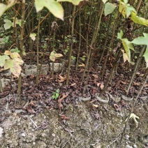 枫香袋苗