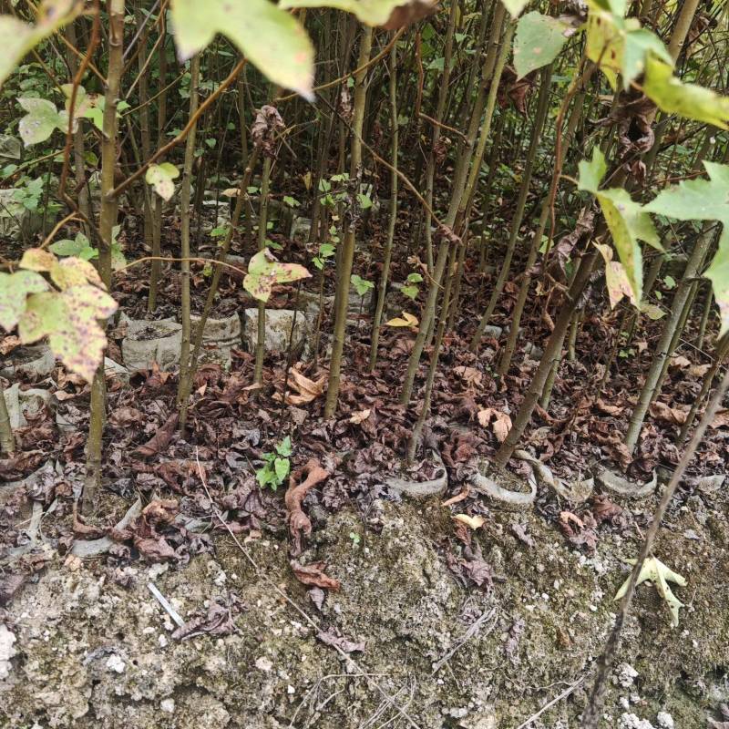 枫香袋苗