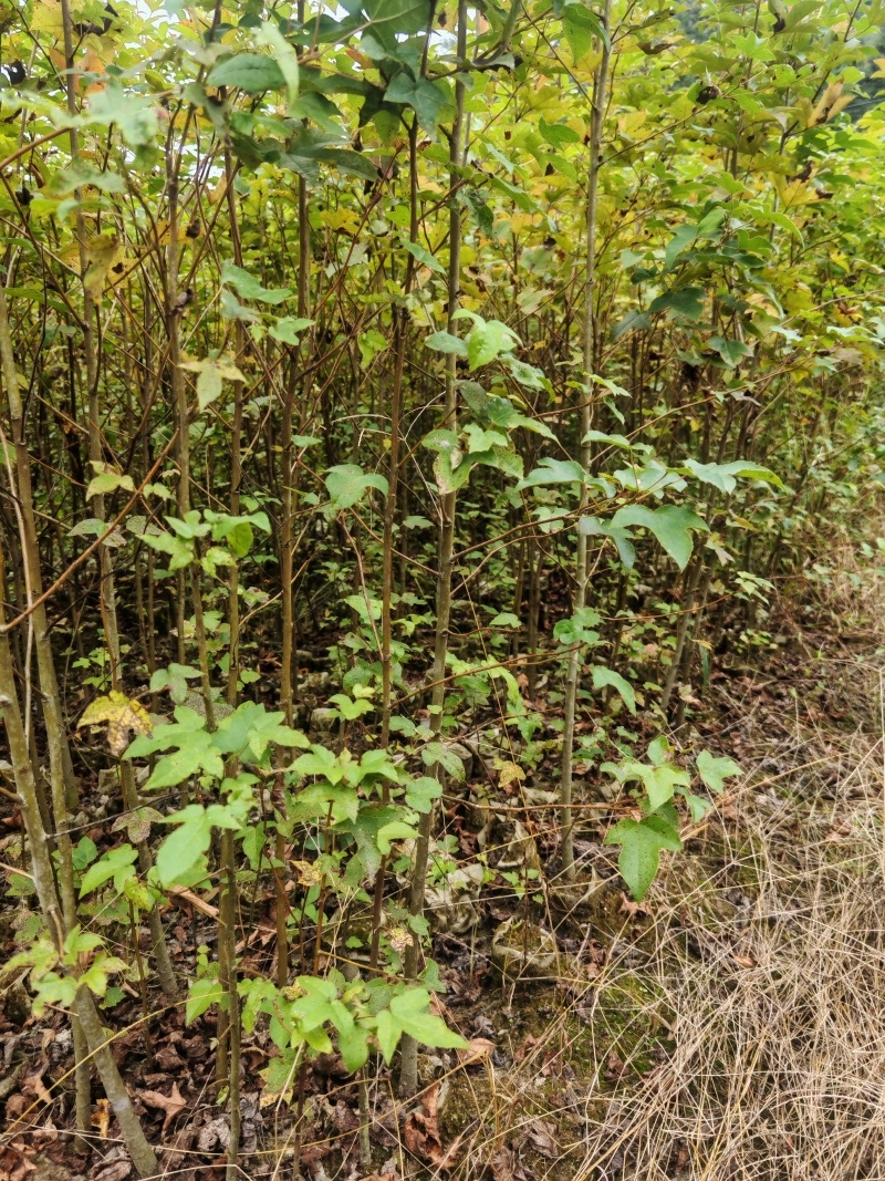 枫香袋苗