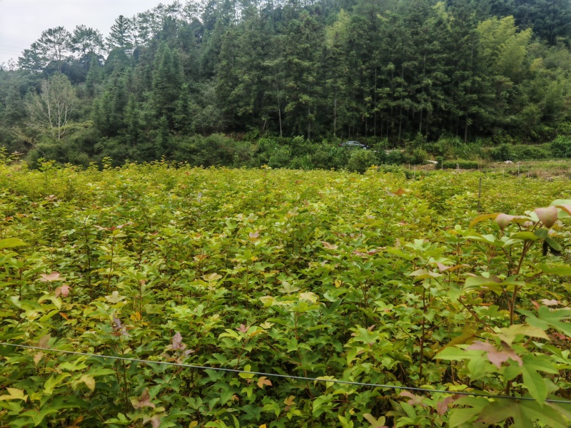 枫香袋苗