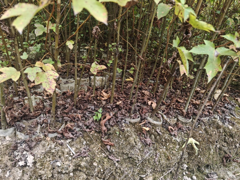 枫香袋苗