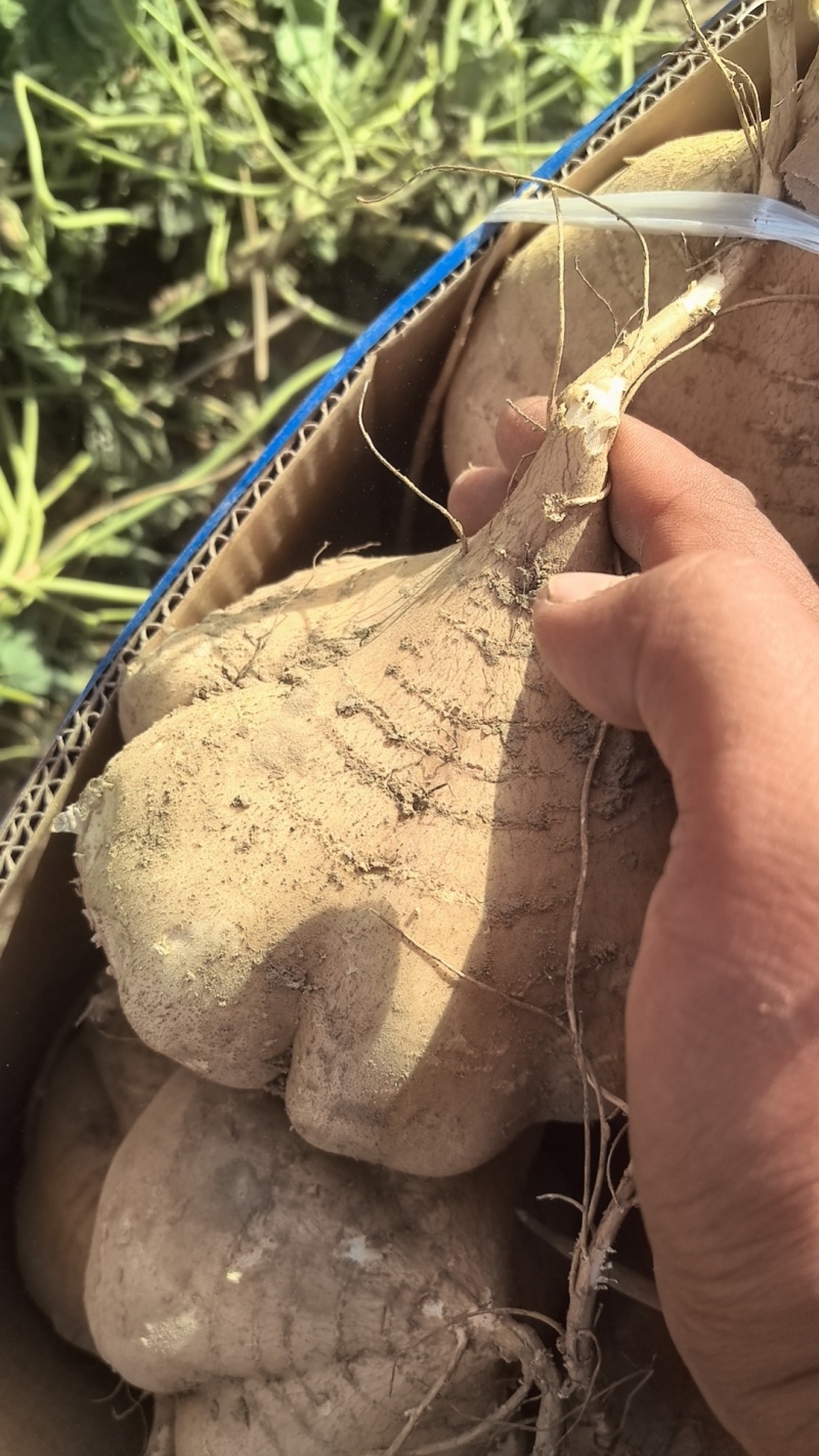 凉薯地瓜湖北天门出大量有货