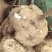沙土地豆薯凉薯沙葛大量有货供货稳定欢迎长期合作