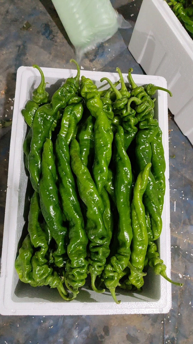 山东费县陇椒，螺丝椒大量有货，货源充足，代收代发全国
