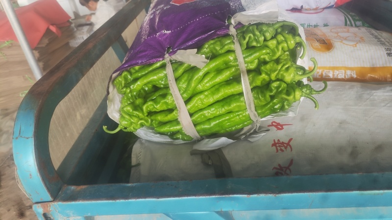 山东费县陇椒，螺丝椒大量有货，货源充足，代收代发全国