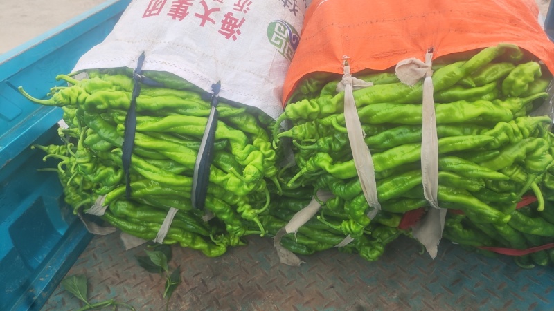 山东费县陇椒，螺丝椒大量有货，货源充足，代收代发全国