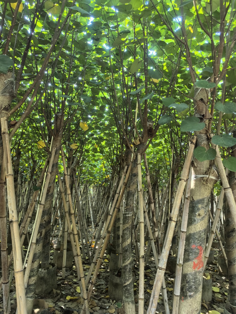 黄槿袋苗