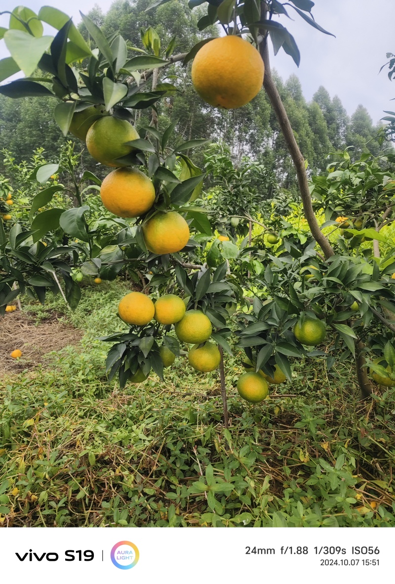四川爱媛果冻橙皮薄，口感细腻，产地直供，诚信经营