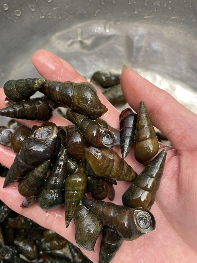 山坑螺，规格1.1起不封顶10一斤运费自理，35斤起发