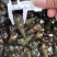 山坑螺，规格1.1起不封顶10一斤运费自理，35斤起发
