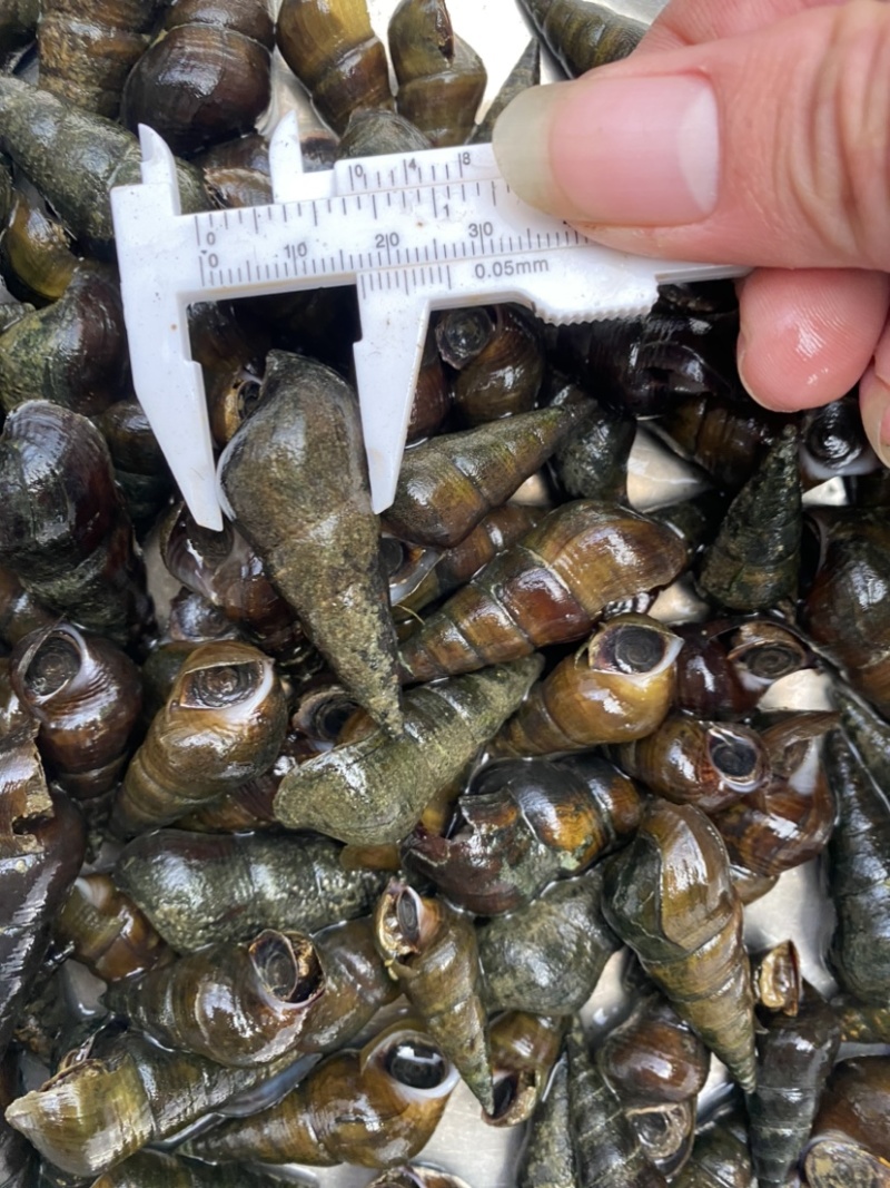山坑螺，规格1.1起不封顶10一斤运费自理，35斤起发