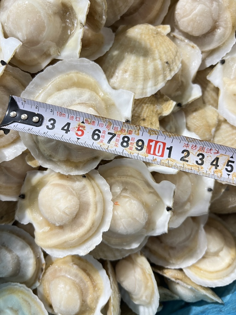 半壳贝7-8、8-9，现货大连