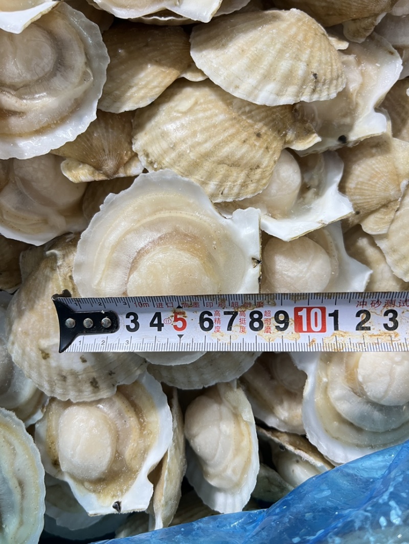 半壳贝7-8、8-9，现货大连