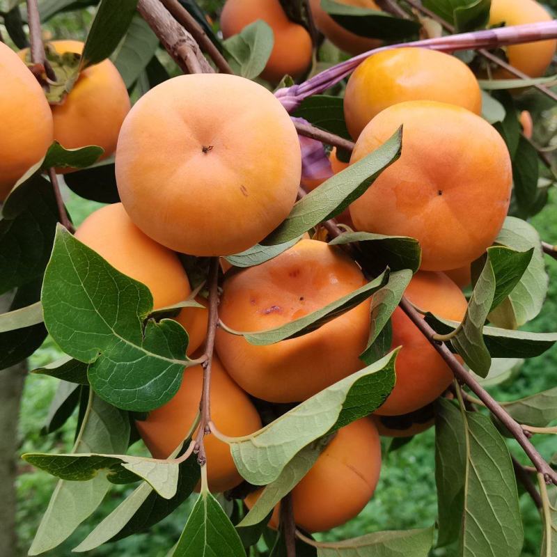 柿子大量上市脆甜多汁自己基地种植现摘现发欢迎来电