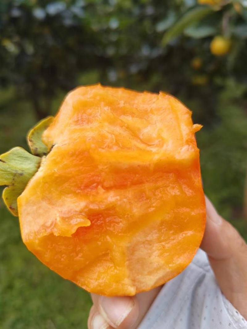 柿子大量上市脆甜多汁自己基地种植现摘现发欢迎来电