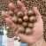 夏威夷坚果广西南宁，规格20到22，看上的来电聊