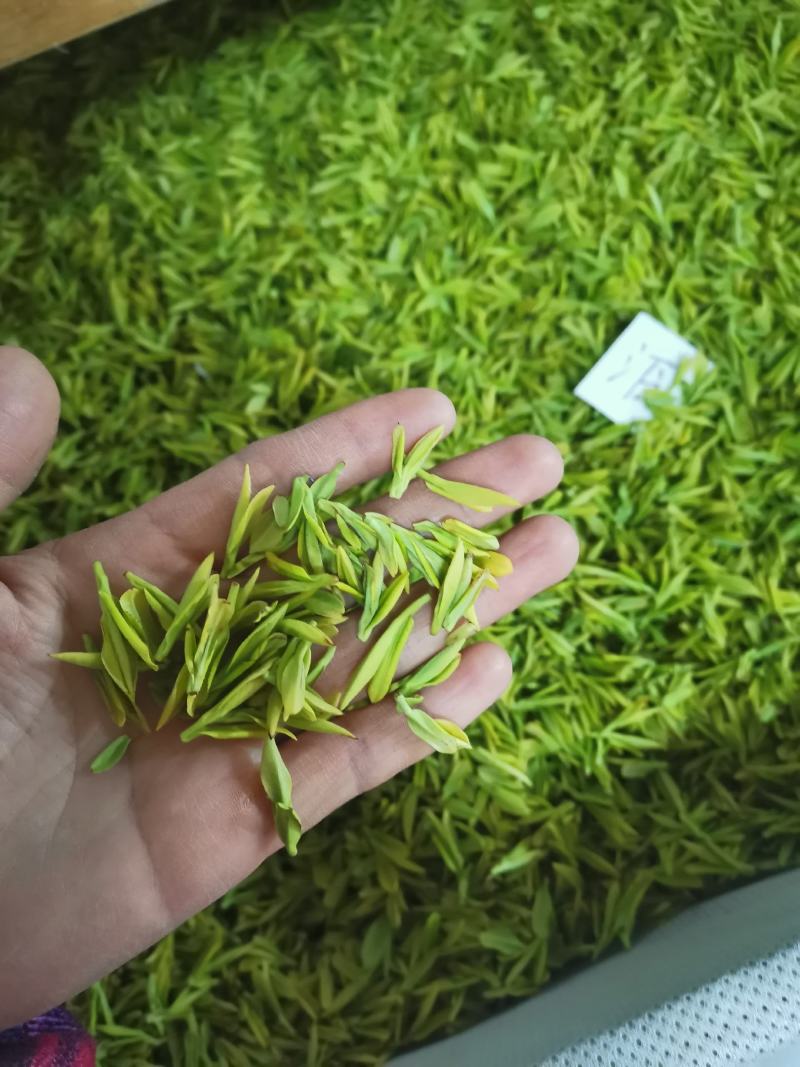 原产地安吉白茶明前一级500克自封袋简包茶场直供