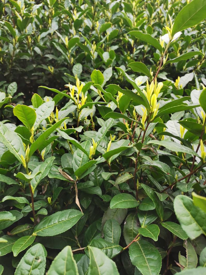 原产地安吉白茶明前一级500克自封袋简包茶场直供