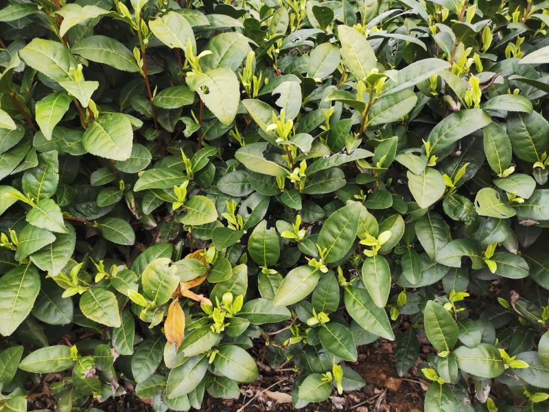 原产地安吉白茶明前一级500克自封袋简包茶场直供