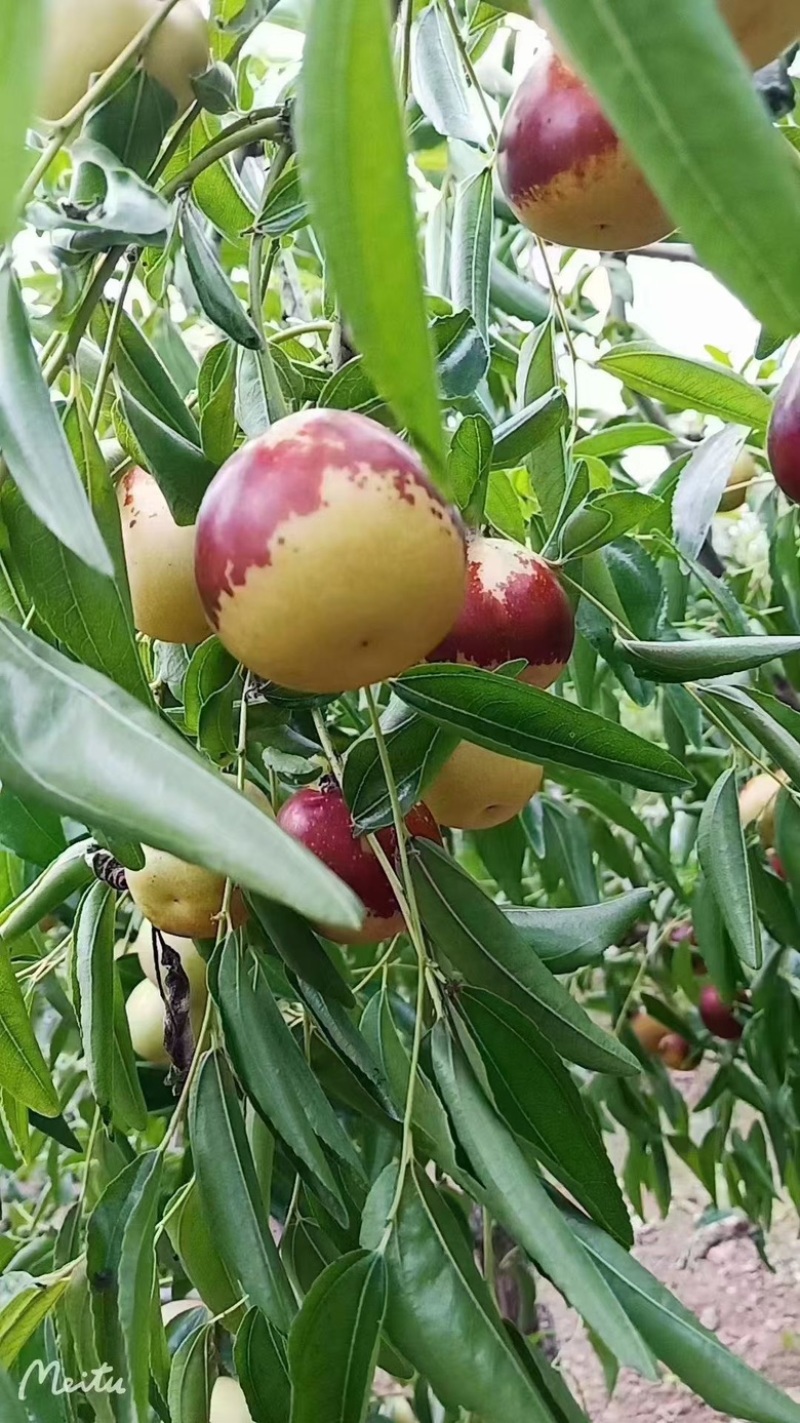 鲜枣，冬枣产地直发对接抖音直播，电商一件代发