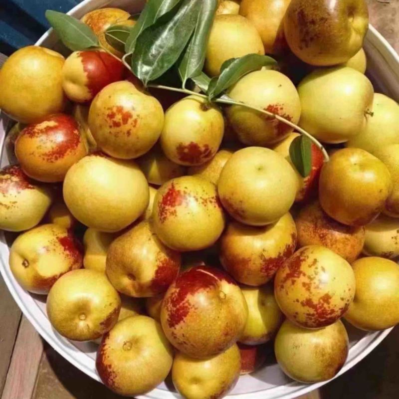 鲜枣，冬枣产地直发对接抖音直播，电商一件代发