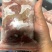 鲤鱼籽