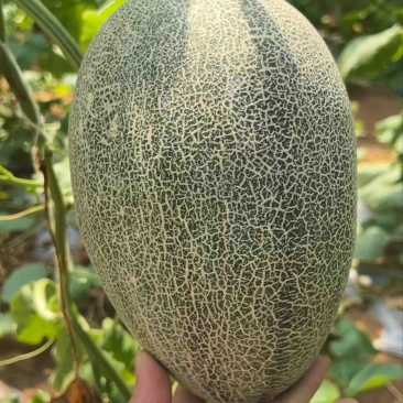 晓蜜哈密瓜